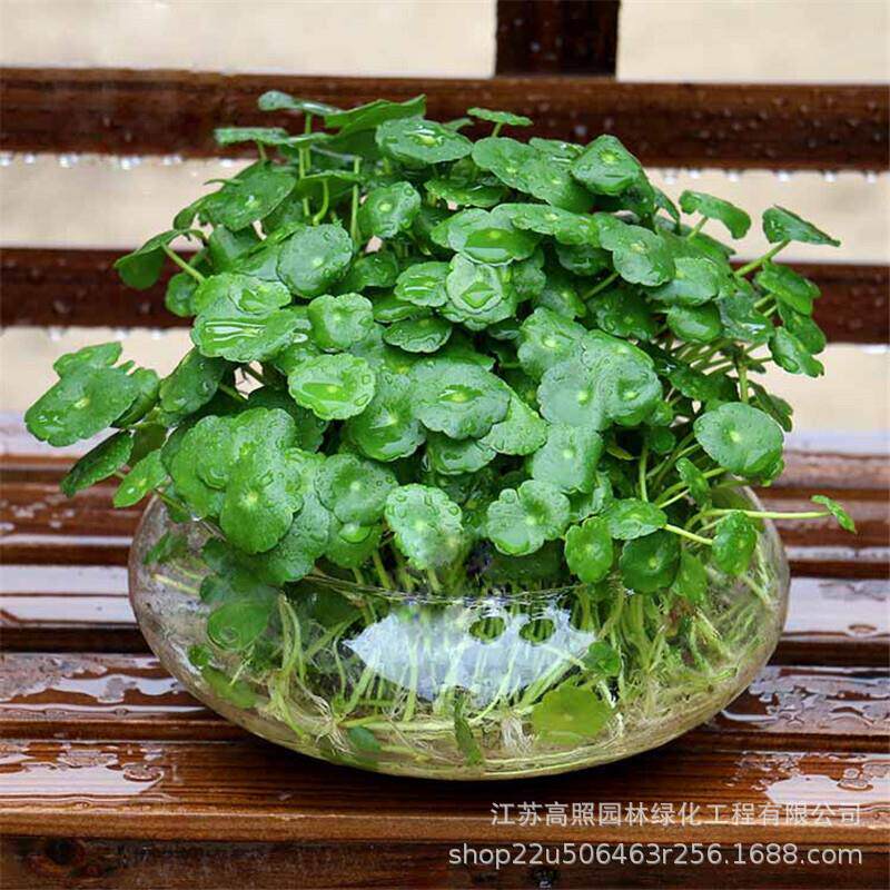 大叶盆栽 喜阳铜钱草绿植 个性水培水养土培室内带叶植物