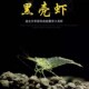 冷水淡水黑壳虾除藻虾水族去丝藻乌龟龙鱼饲料观赏虾工具虾草虾活