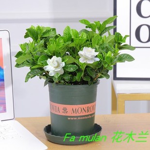 栀子花盆栽带花苞四季花卉植物阳台窗户喜阳观花带香味花苞栀子花