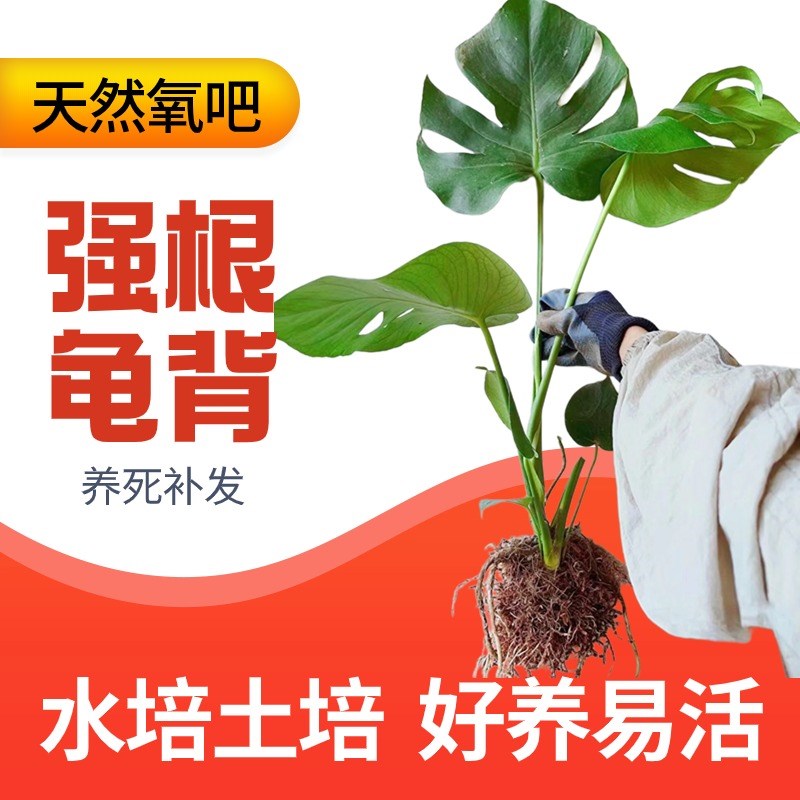 水培龟背竹客厅大盆栽室内好养绿植大叶常青观叶耐阴植物净化空气