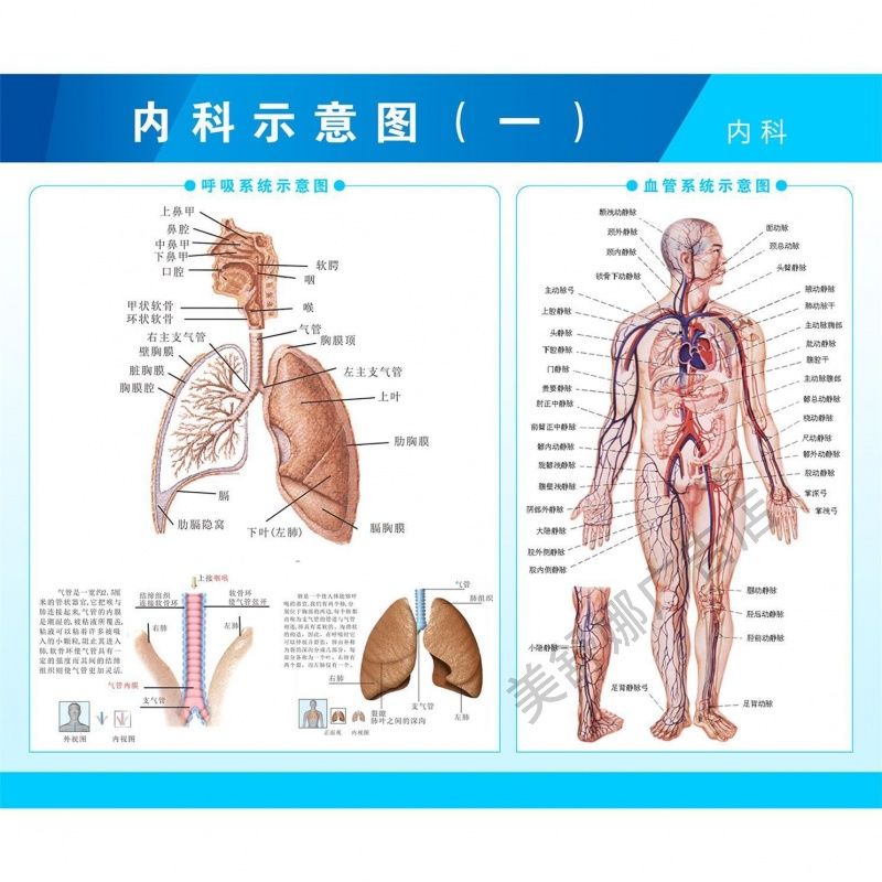 呼吸系统人体内脏器官胸腔示意图中医医院诊所背景墙宣传海报贴画
