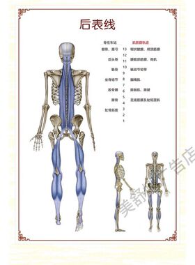 人体解剖列车筋膜解析手法海报全套筋膜手法筋膜力姿势示意图海报