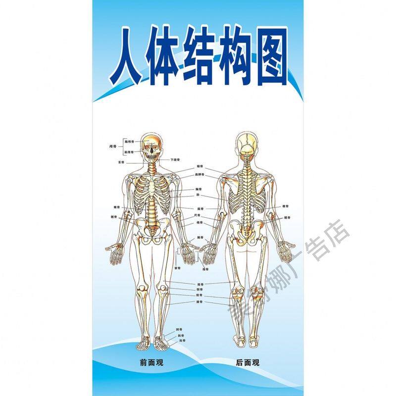 人体骨骼结构图全身肌肉解剖内脏系统示意图医学结构分布彩色挂图