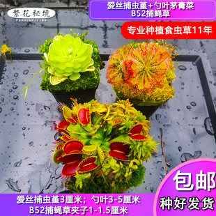 多种食虫植物组合套餐【套装捕蝇草猪笼草茅膏菜狸藻土瓶捕虫堇】