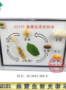 桑蚕生活史标本 J43151 小学实验器材 生物仪器 教学仪器