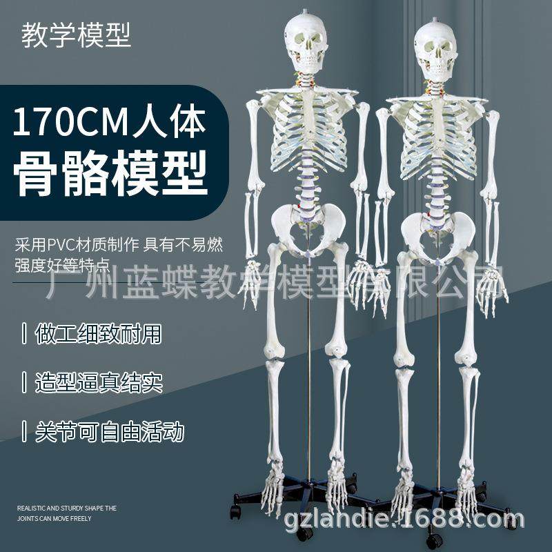 成人一比一人体骨骼模型180CM标准医艺用大骨骼模型 纯白色骨架模