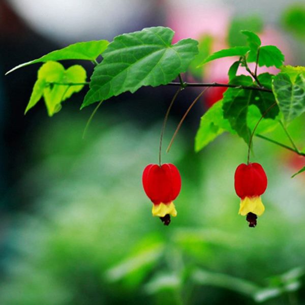 藤本植物灯笼花盆栽蔓性风铃花四季开花爬藤室外庭院好养易活花卉