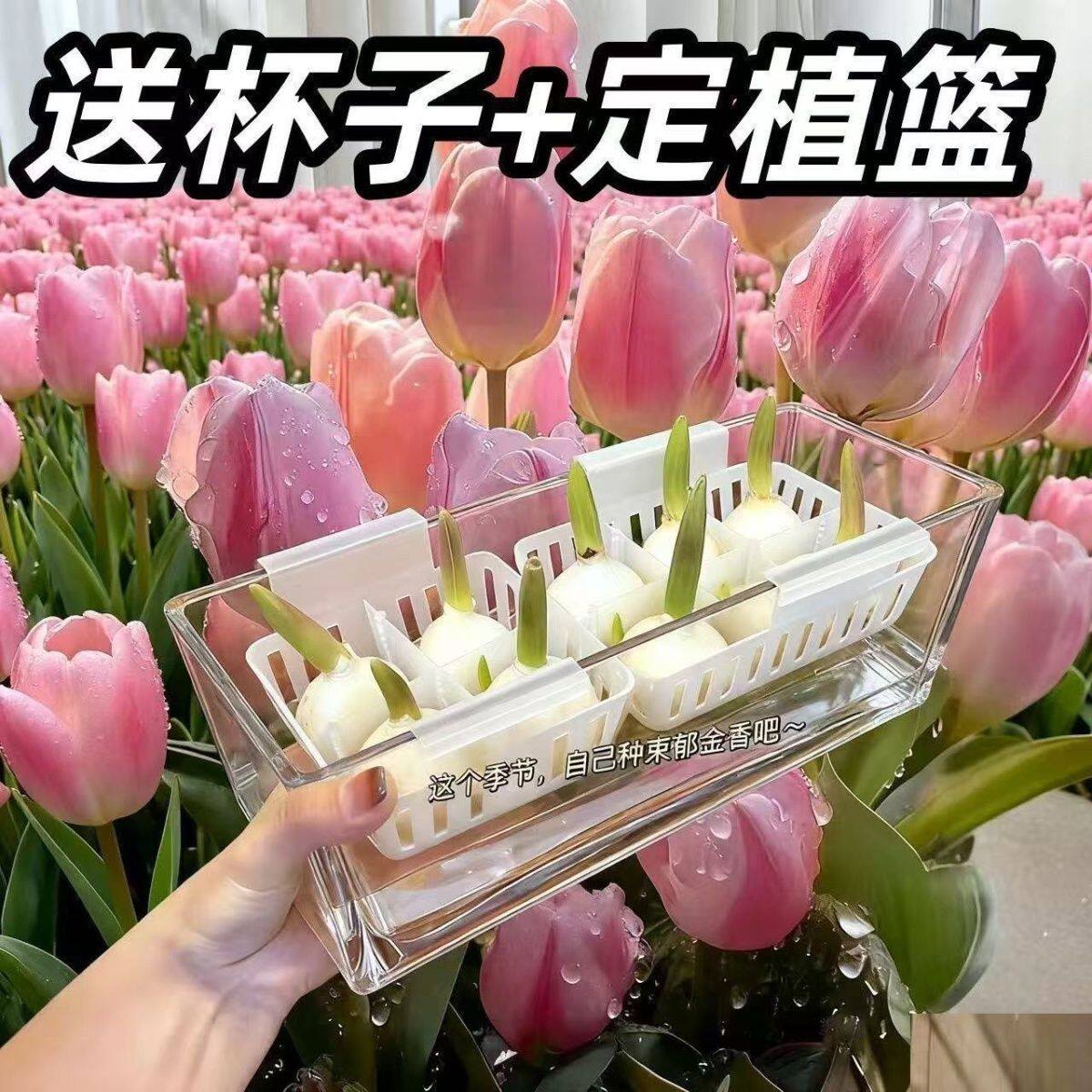 水培花盆分格郁金香百合花专用透明可视含定植蓝器皿透气家用花盆