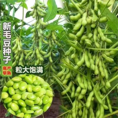 农家传统老品种毛豆子可留