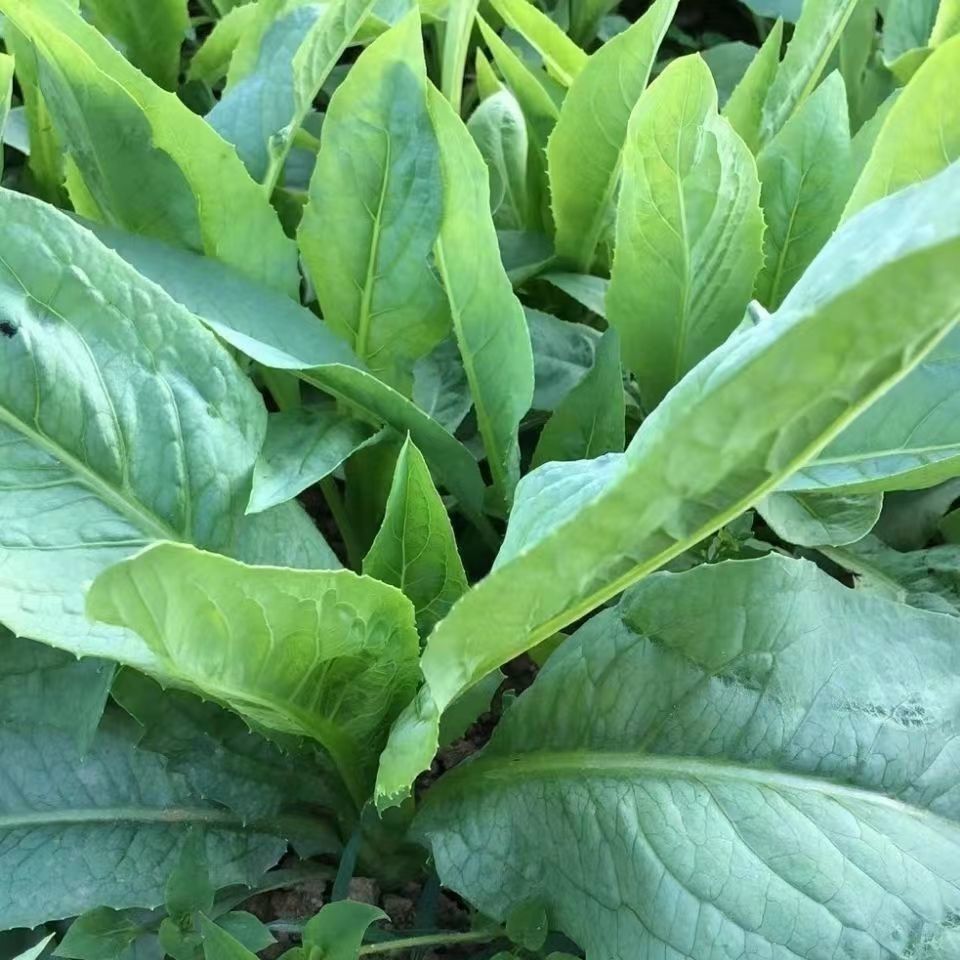高州唛甜麦菜种子广东油籽