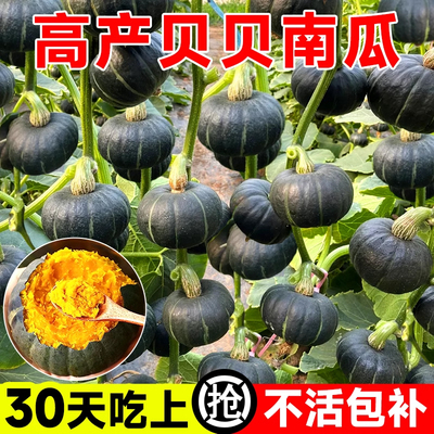 正宗贝南瓜苗秧板栗小种籽