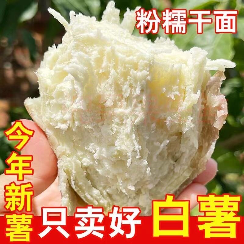 白心红薯新鲜现挖老品种番薯山芋红皮地瓜白瓤红苕粉面噎人板栗薯