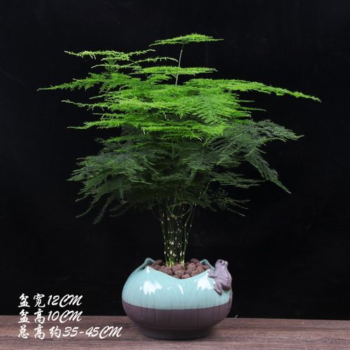 文竹植物大文竹室内盆栽绿植四季常青好养易活