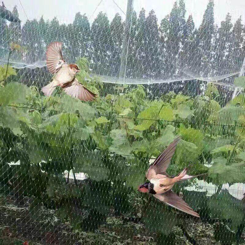 果树樱桃葡萄果园防鸟网防小鸟用的网大棚防乌尼龙网养殖鱼塘天网