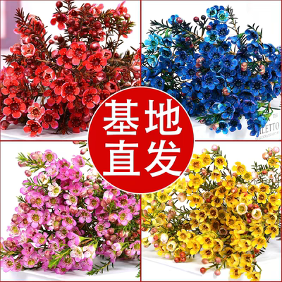 澳洲腊梅鲜花花束客厅摆设云南基地直发水养插花鲜切花摆件年宵花