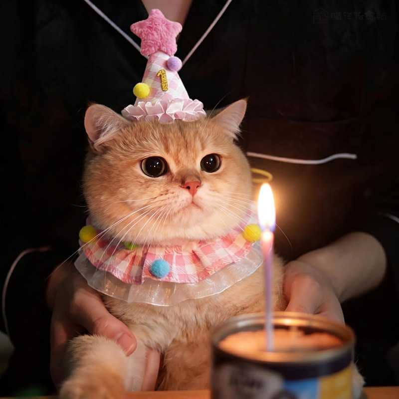 宠物口水巾猫咪围脖生日装扮小猫围兜小配饰装饰生日帽拍照道具