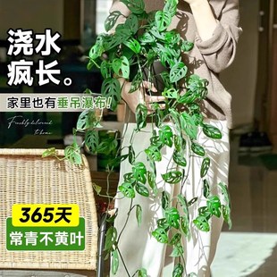 米歇尔仙洞龟背竹爬藤植物室内外好养活观叶垂吊绿植摆件垂藤耐阴
