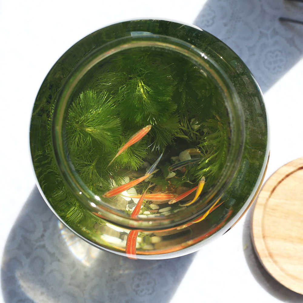 生态鱼缸微景观玻璃鱼缸办公桌面生态瓶免换水diy材料作业自循环,宠物/宠物食品及用品,生态瓶/创意缸/微景缸,淘宝优惠券,粉丝福利购,淘宝优惠卷