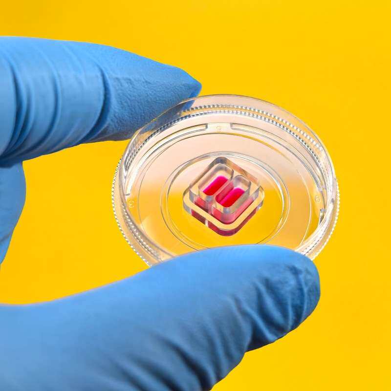 WHB卧宏生物35mm细胞划痕培养皿无热源辐照灭菌一次性玻底皿耗材