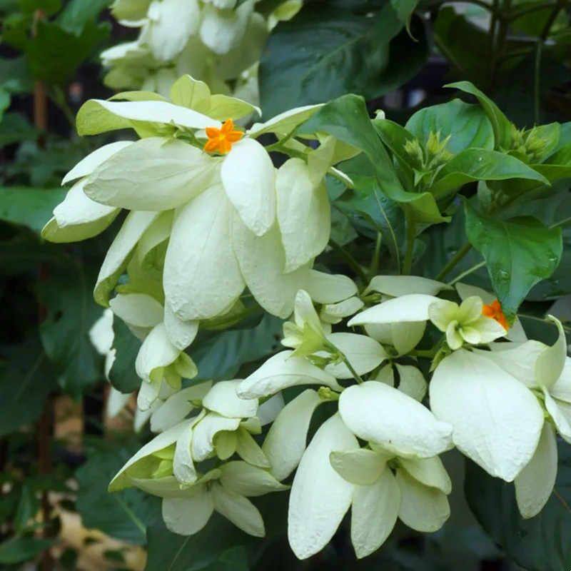 粉叶金花粉纸扇盆栽成品带花苞阳台花园庭院花镜耐晒耐热木本花卉