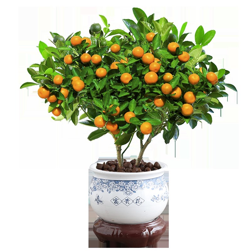 四季金桔树苗盆栽带果客厅招财植物室内花卉绿植小橘子盆景年宵花