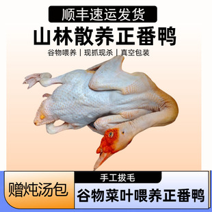 【谷物喂养】山林散养闽南正番鸭土番鸭白毛鸭老母鸭红脸公鸭现杀