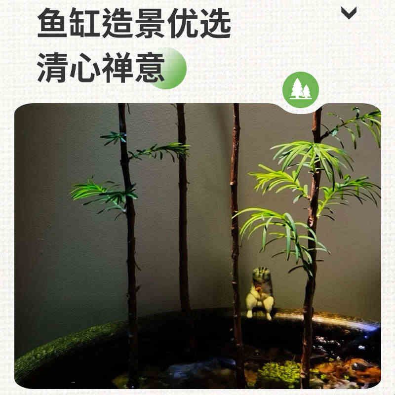 水杉鱼缸造景水培溪流缸盆栽盆景鱼池水生植物绿植室内外水草客厅图片