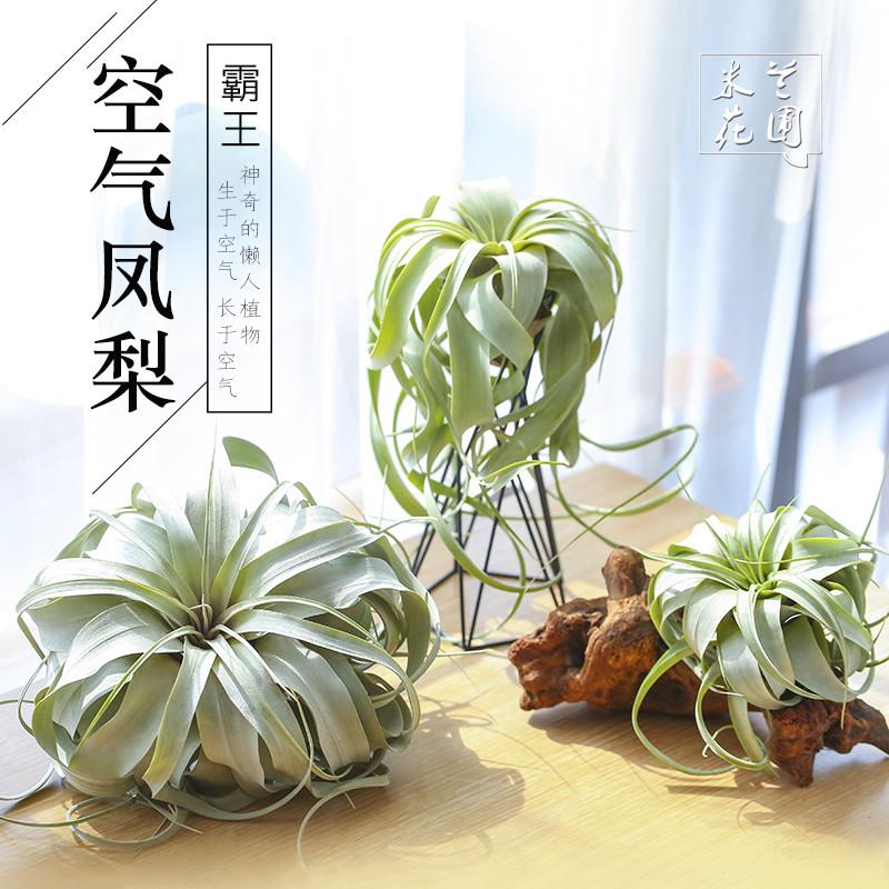 空气凤梨无土植物霸王稀有室内绿植盆栽花卉