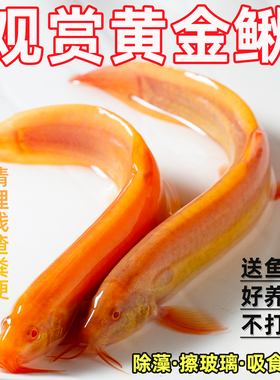 黄金泥鳅苗冷水鱼清道夫金色工具鱼清洁鱼淡水鱼好养耐活观赏鱼苗