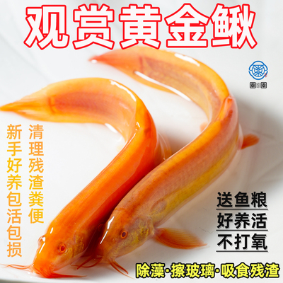 黄金泥鳅苗冷水鱼清道夫金色工具鱼清洁鱼淡水鱼好养耐活观赏鱼苗