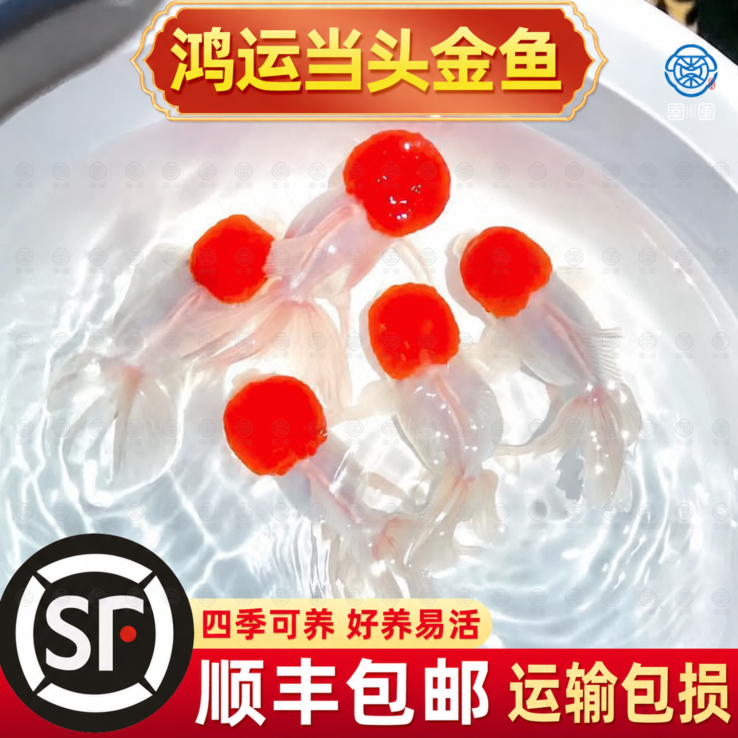 顺丰鸿运当头鱼好养耐活狮子头金鱼活鱼冷水不加温小鱼丹顶鹤顶红