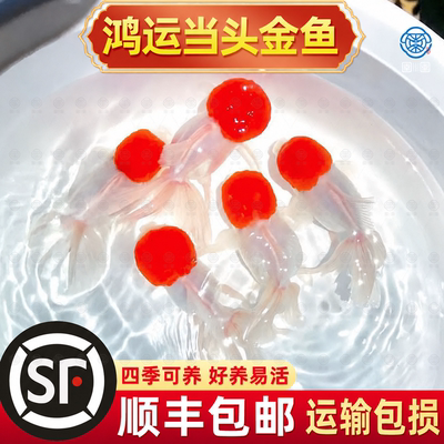 顺丰鸿运当头鱼好养耐活狮子头金鱼活鱼冷水不加温小鱼丹顶鹤顶红