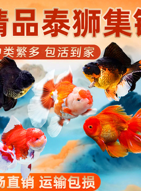 泰狮金鱼活鱼兰寿百褶泰狮观赏鱼好养耐活淡水冷水苗金鱼草金鱼苗