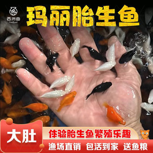 胎生鱼活体玛丽球淡水广温小鱼易繁殖鱼好养热带观赏鱼新手闯缸鱼