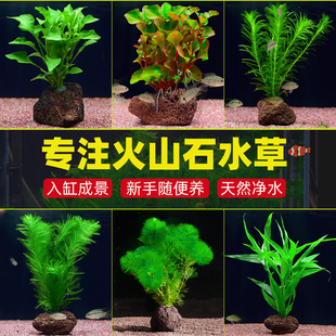水草植物鱼缸造景生态全套摆件养鱼增氧阴性无需底沙水培净化绿植