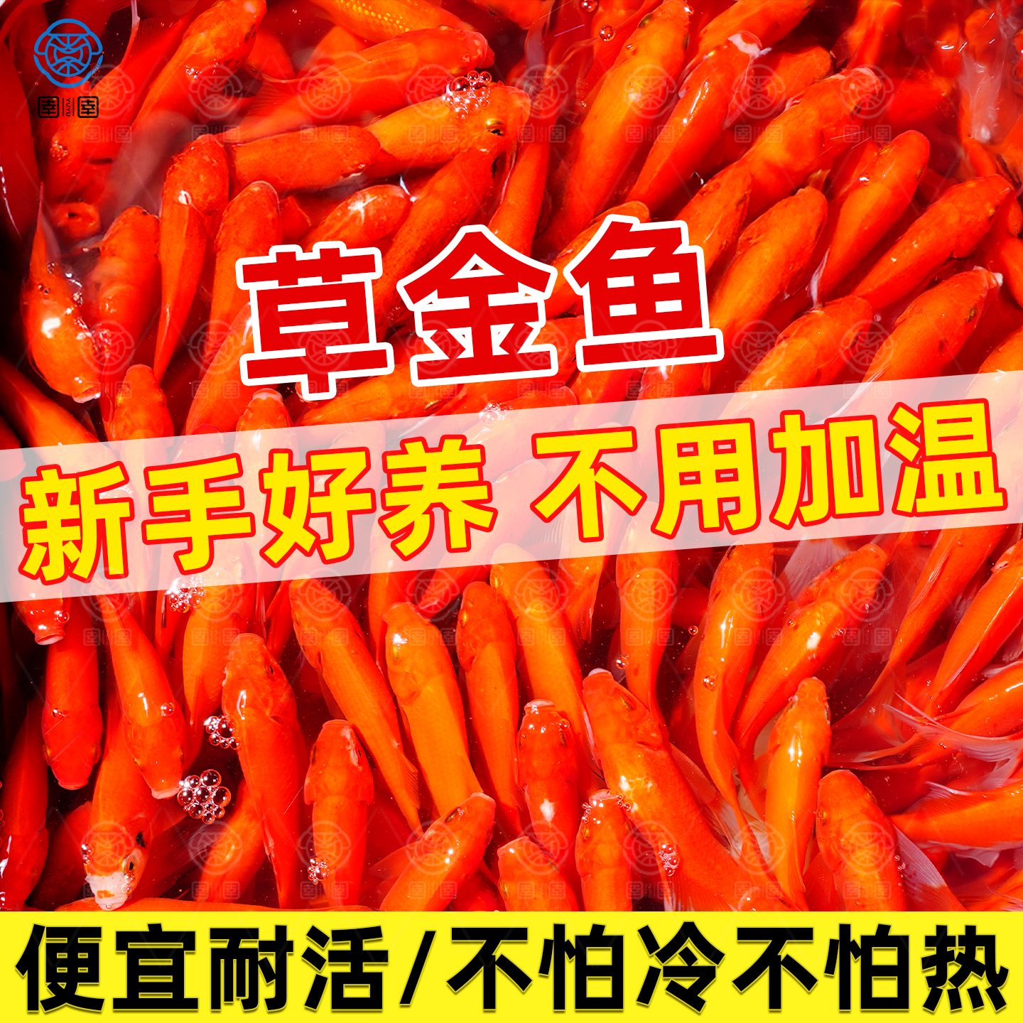 金鱼活鱼草金鱼不用打氧好养耐活小鱼自来水可养活体锦鲤小金鱼苗