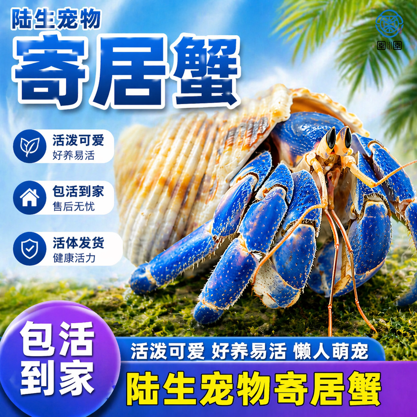 寄居蟹宠物活物陆生淡水草莓短腕紫陆灰白深紫观赏蟹活体懒人宠物