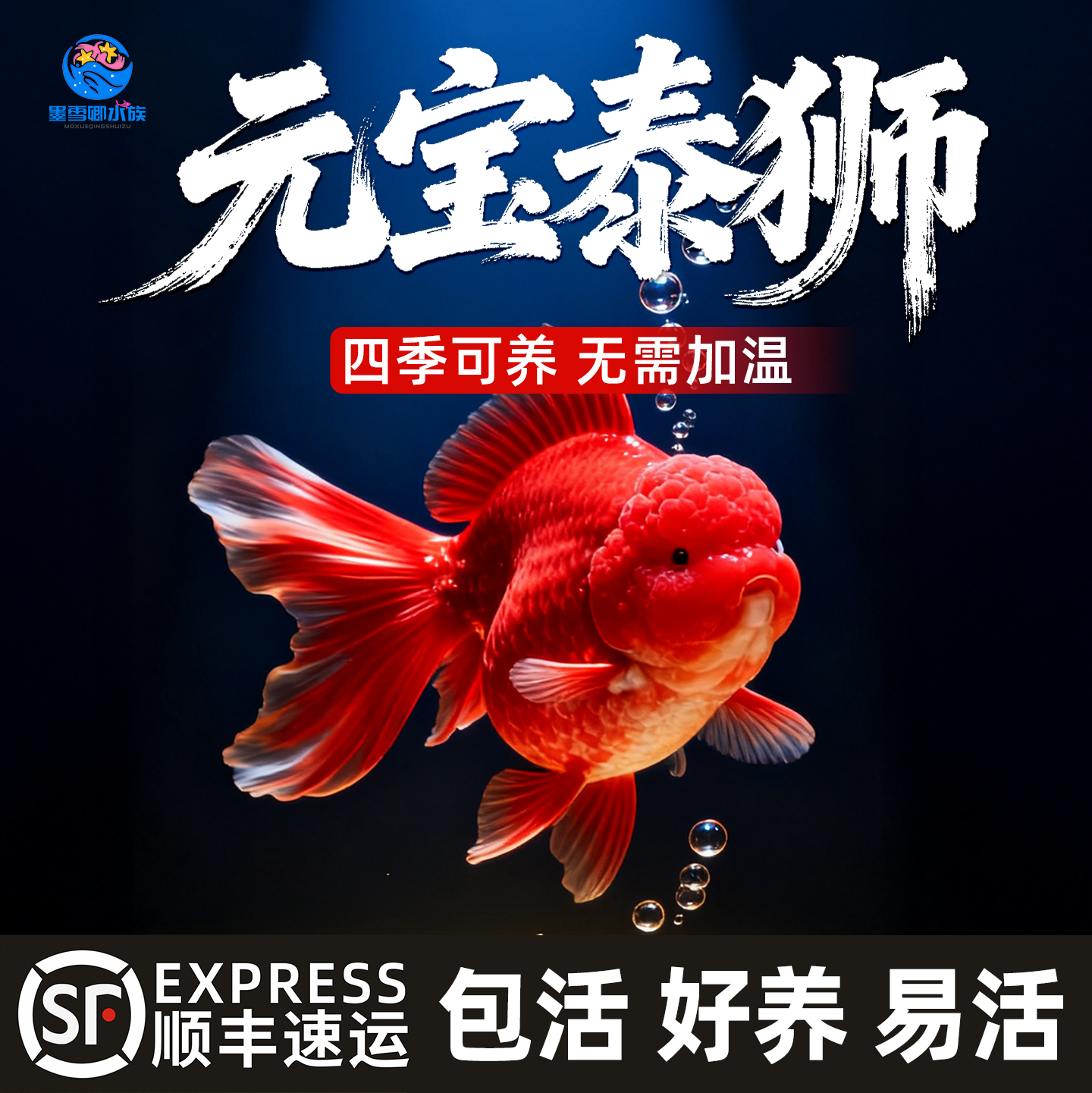 观赏鱼金鱼菠萝头黑泰狮鹤顶红元宝狮大头狮子头国狮活体冷水淡水