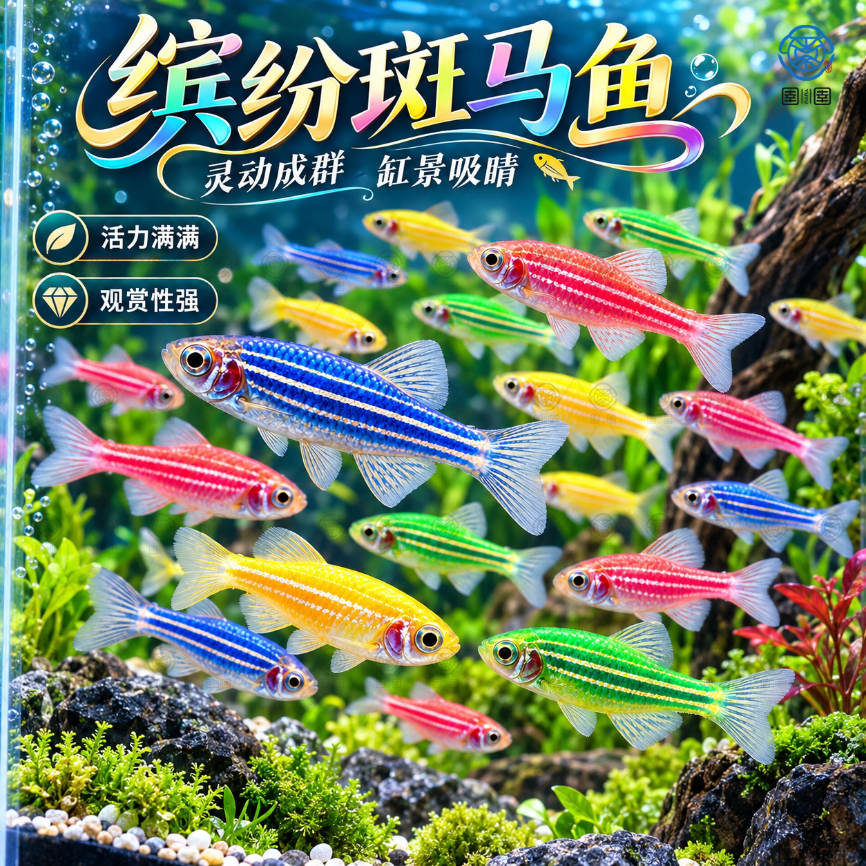 热带观赏鱼红蓝斑马鱼小型金鱼苗观赏鱼蝶翼精品孔雀红绿灯科活体
