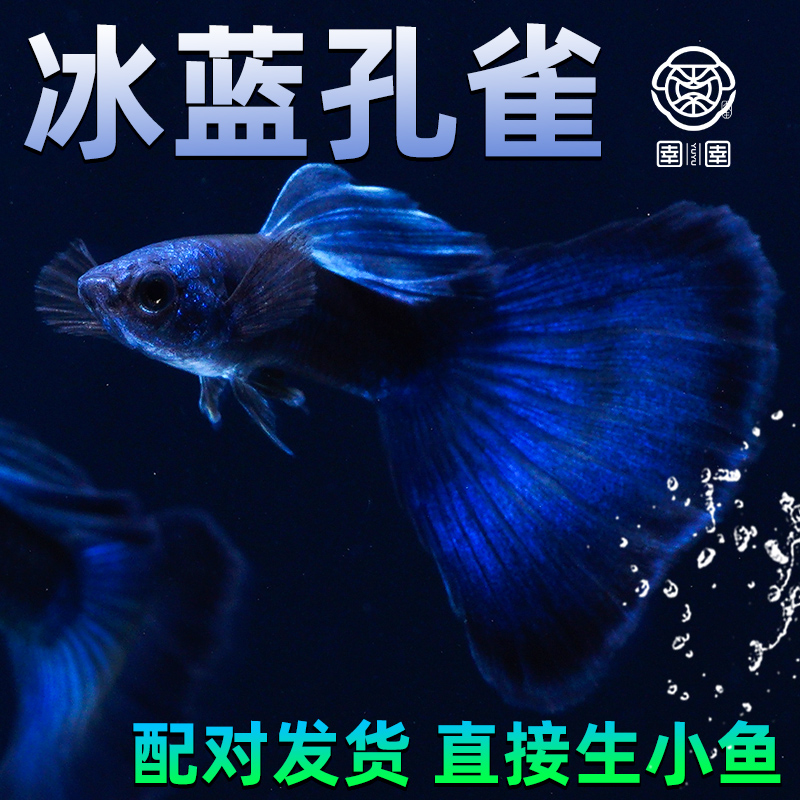 冰蓝孔雀鱼纯种观赏鱼小型活体热带淡水好养耐活斑马胎生凤尾小鱼