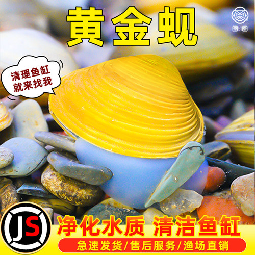 黄金蚬专吃鱼粪便净水河蚌冷水清道夫清洁工具观赏螺鱼苗观赏鱼