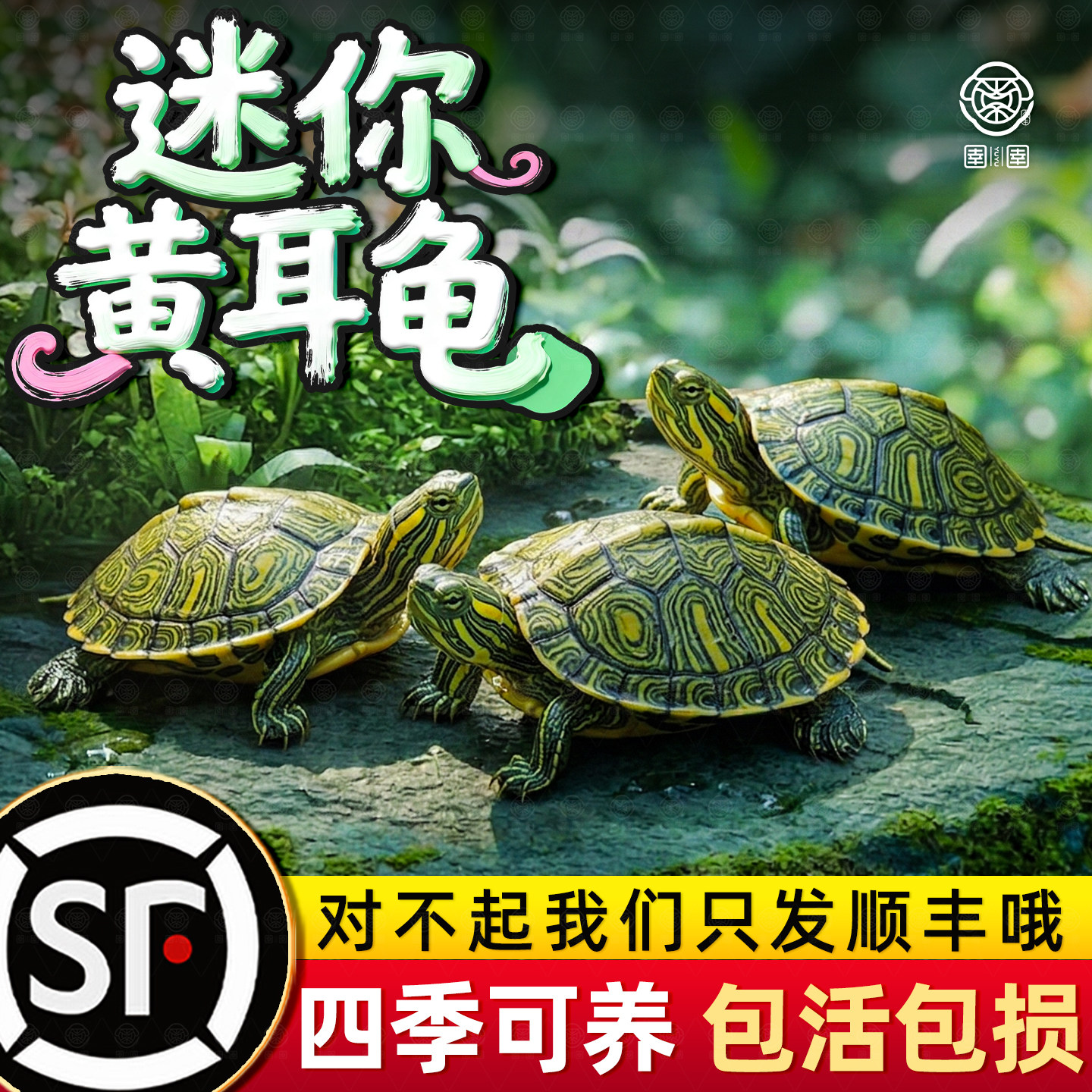黄耳龟深水乌龟鱼缸混养小乌龟活物吃粪龟家养冷水观赏活体宠物龟