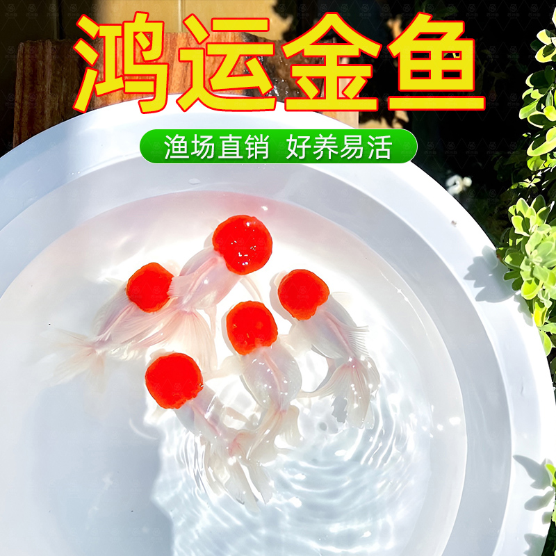 鹤顶红金鱼活鱼观赏鱼小型淡水冷水鱼苗自来水好养耐活鸿运当头鱼