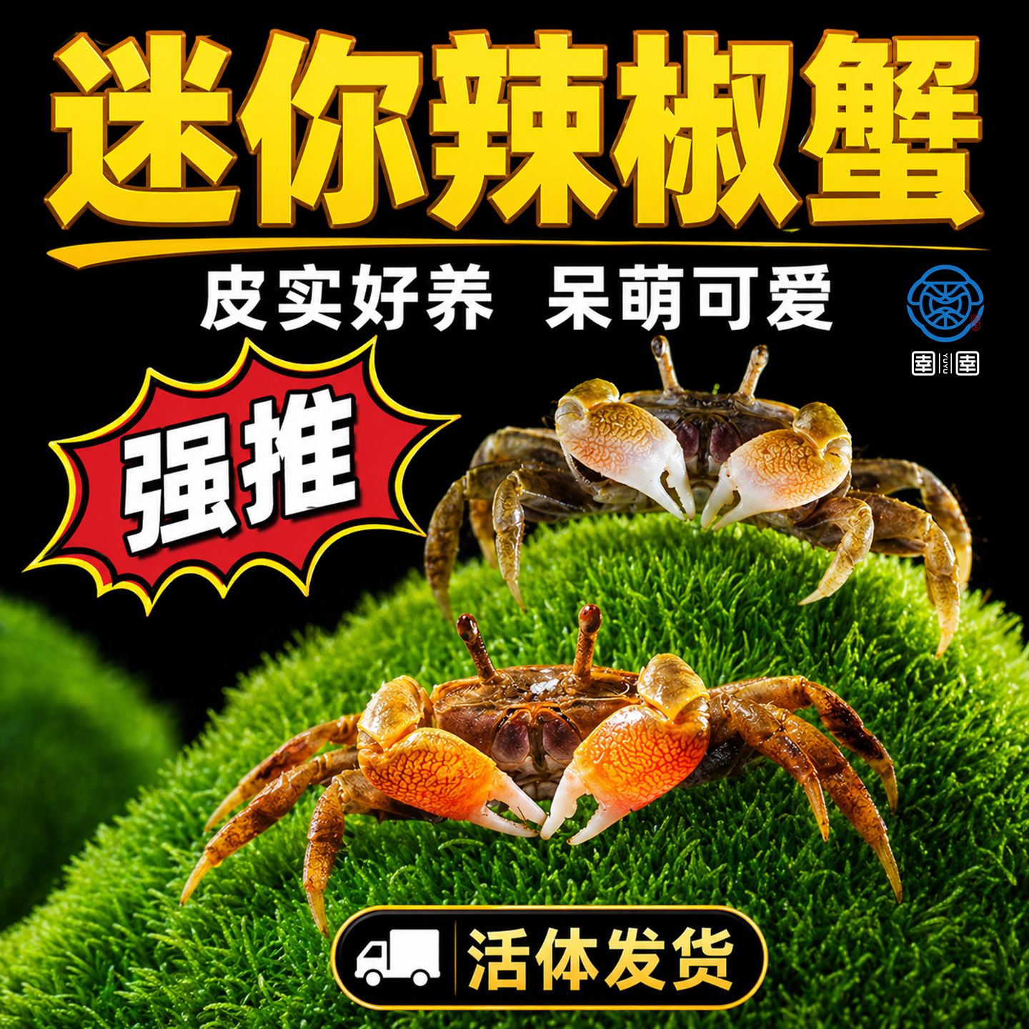 迷你辣椒蟹观赏蟹宠物螃蟹淡水鱼缸除藻吃粪便清洁工具深水小螃蟹