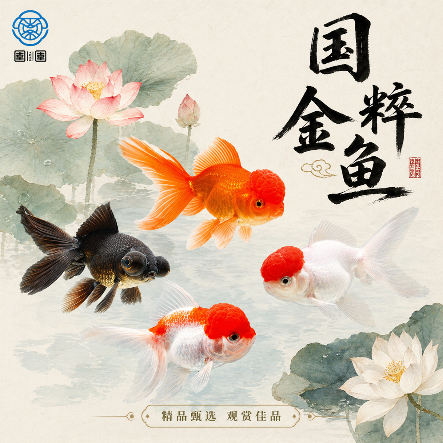 金鱼活鱼观赏鱼活体小金鱼冷水鱼好养耐活金鱼苗淡水鱼宠物鱼大型