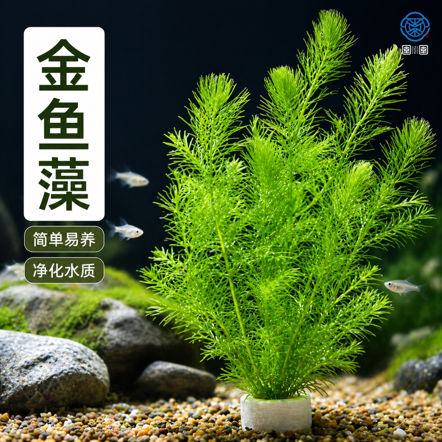 金鱼藻水草淡水水族箱鱼缸造景挂卵繁殖净化水质好养养鱼专用冒泡