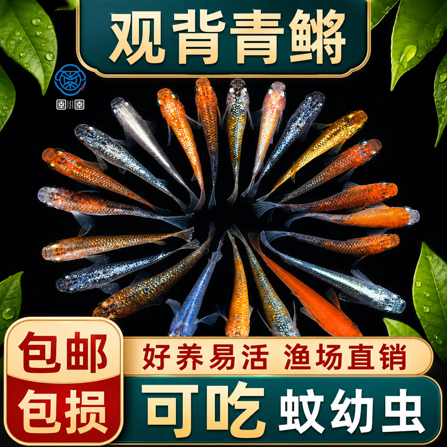 观背青鳉观赏鱼食蚊鱼冷水鱼苗魔法鱼小型淡水活鱼不打氧好养活体