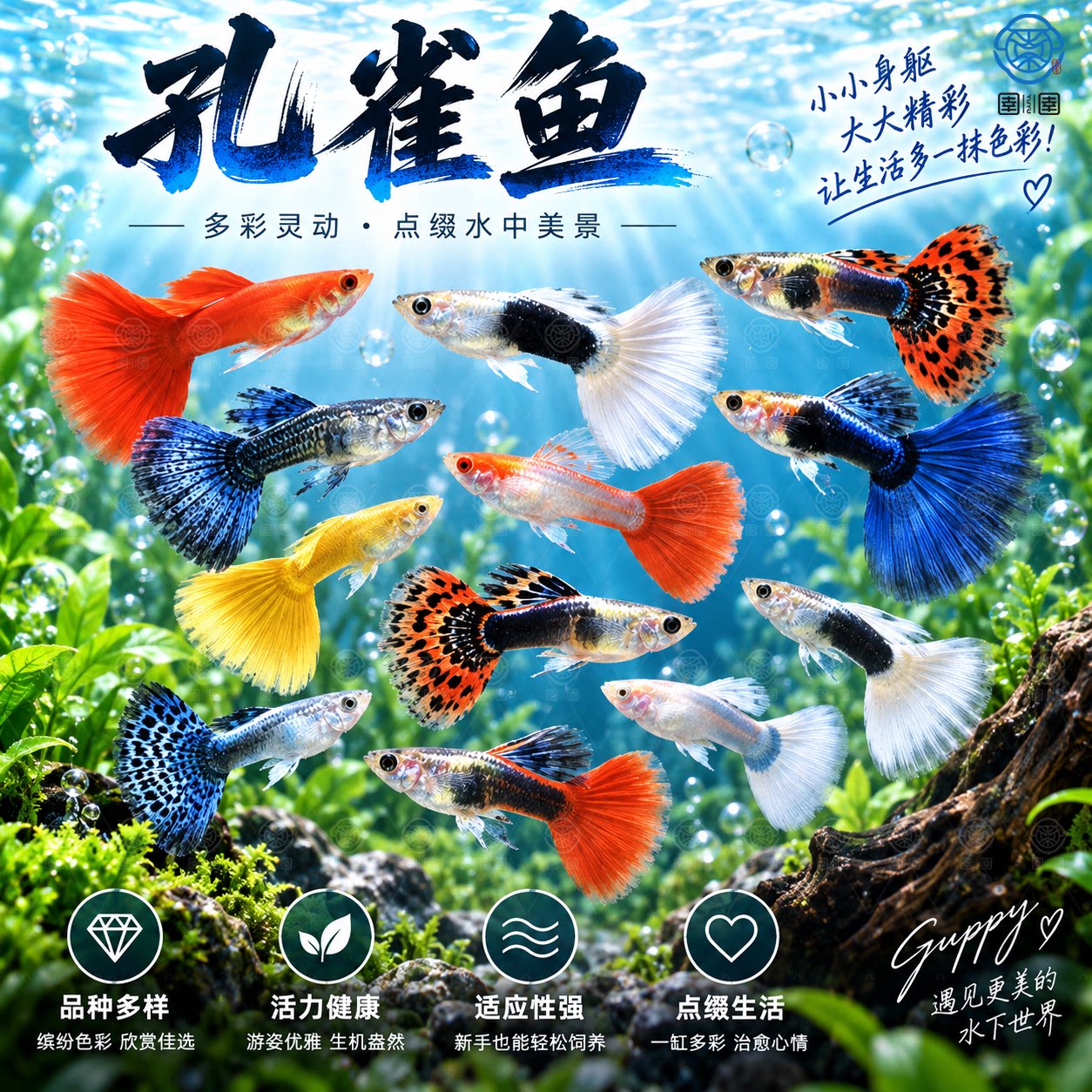 孔雀鱼活鱼观赏鱼纯种小型热带鱼活体淡水好养耐活鱼苗观赏鱼小鱼