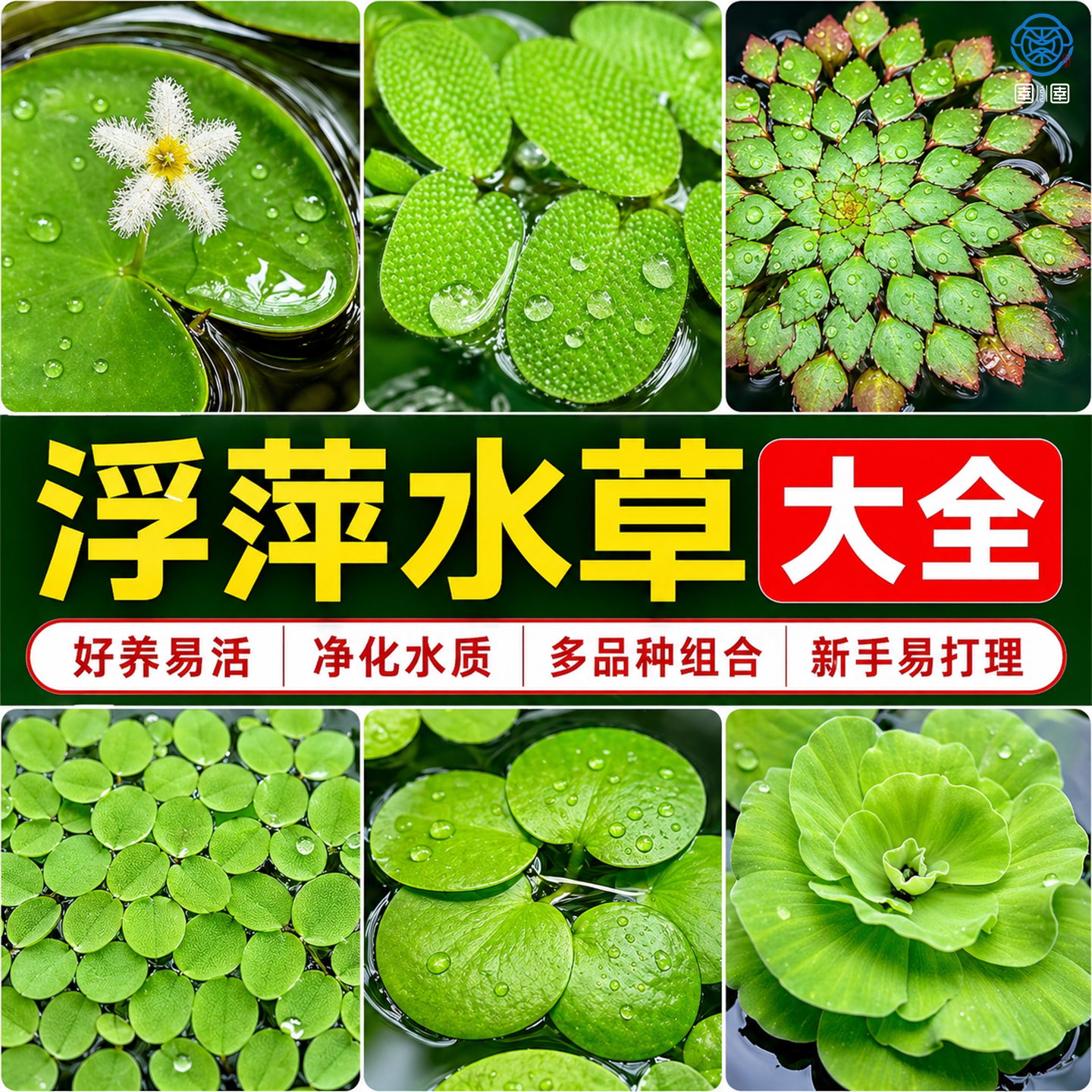 浮萍水草植物鱼缸造景冒泡水培一叶莲水芙蓉水葫芦睡莲净水真水草