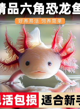 六角恐龙鱼冷水鱼观赏鱼蝾螈美西螈活体六角龙淡水好养易活宠物鱼